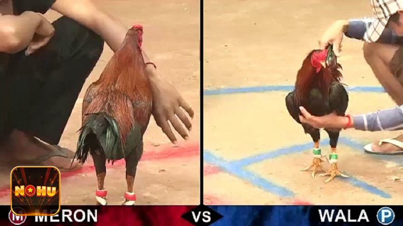 Đá Gà Online - Đá Gà Online là gì?